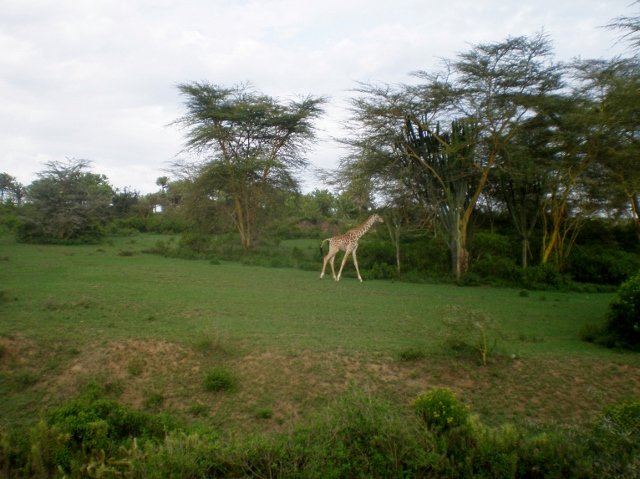 Kenia 145